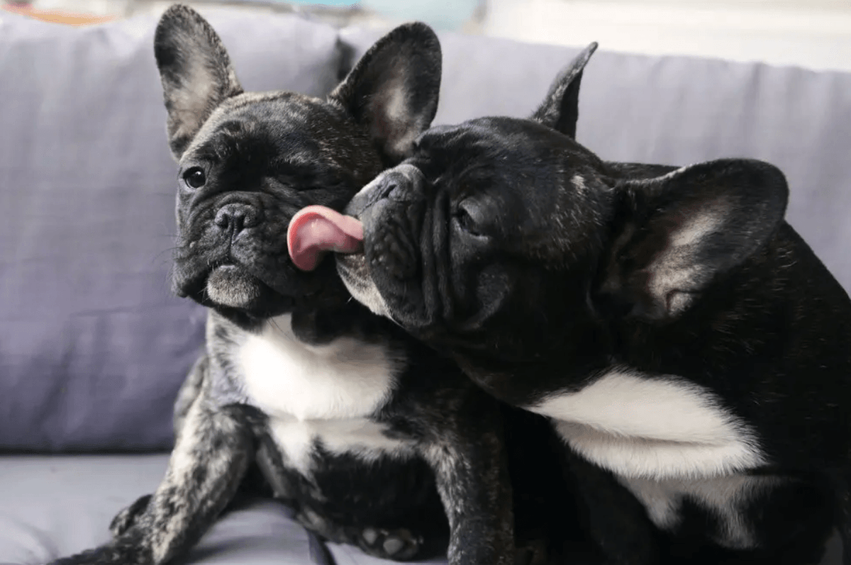 Dogs Grooming Each Other: Nature's Social Ritual