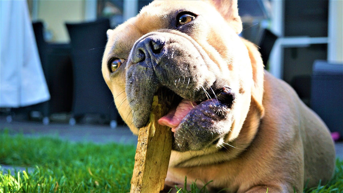 How To Stop Dogs Chewing Wood A Detailed Guide NextGenPaws Pet Portraits