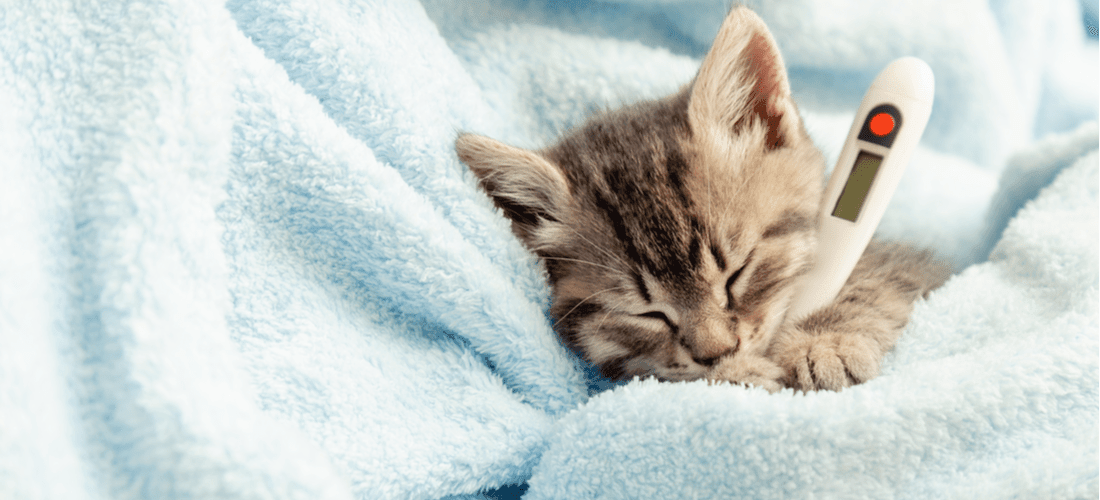 Does My Cat Have A Fever? How To Check Normal Cat Temperature
