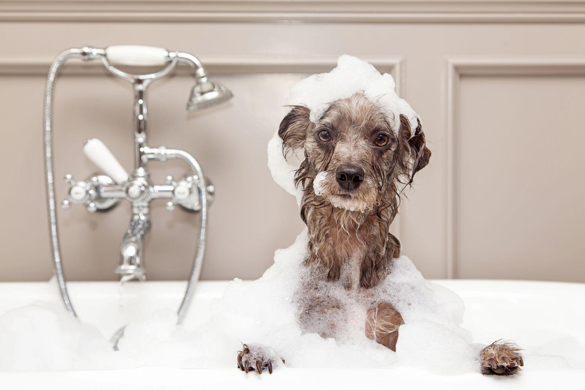 Can you bathe puppies with baby shampoo best sale