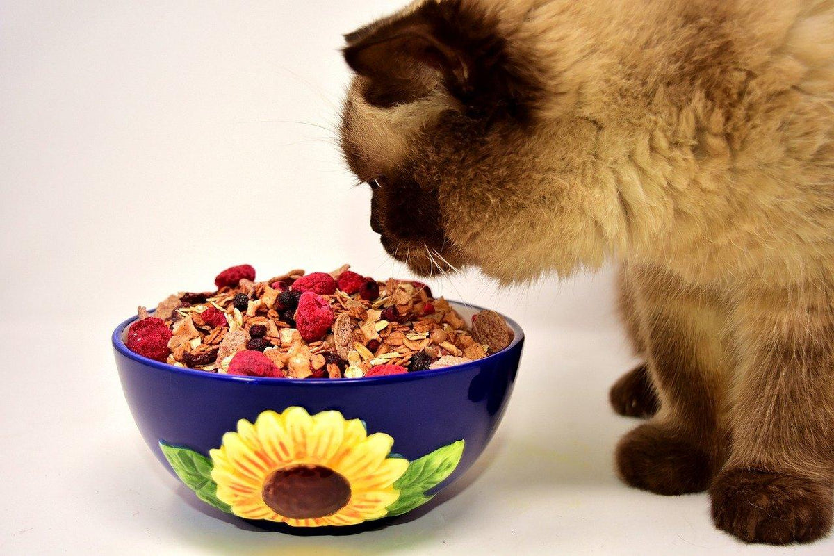 What Do Cats Like To Eat For Breakfast? NextGenPaws Pet Portraits