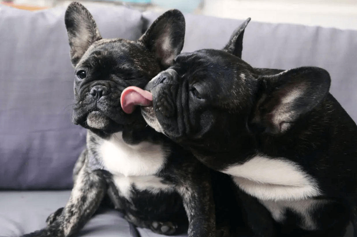 why do dogs lick ears of other dogs