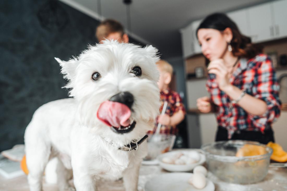 Can Dogs Eat Sushi? – NextGenPaws Pet Portraits