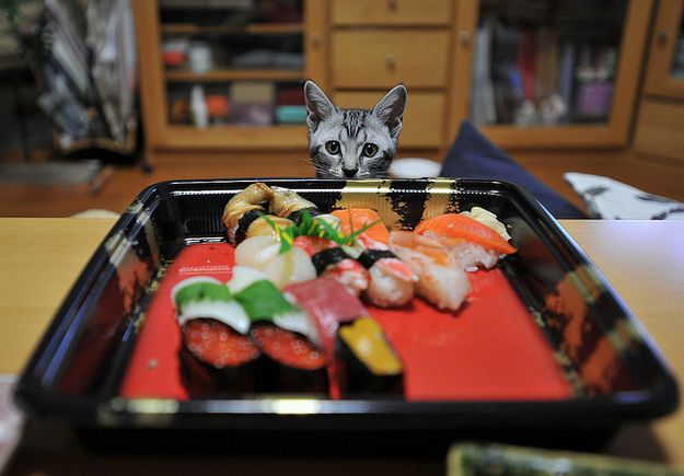 Can Cats Eat Sushi? A Comprehensive Guide for Cat Owners 